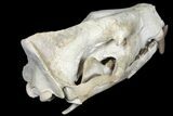 Fossil Hyaenodon Skull - South Dakota #131362-21